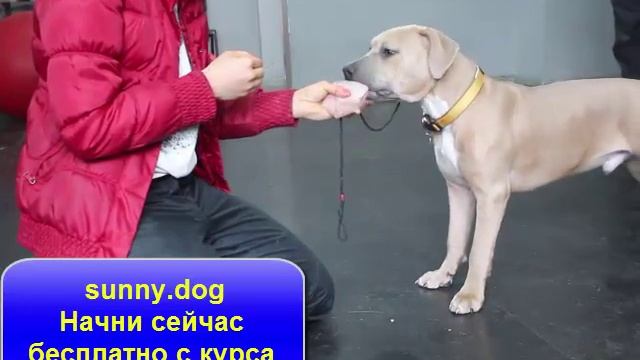 Собака берет еду и убегает? Решаем проблему! смотреть онлайн