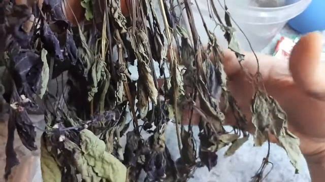 Барьер для слизней! Экологично и вкусно)))