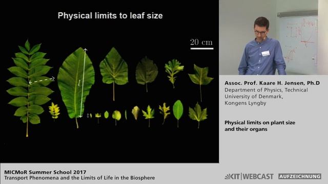 Kaare H. Jensen: Physical limits on plant size and their organs смотреть онлайн