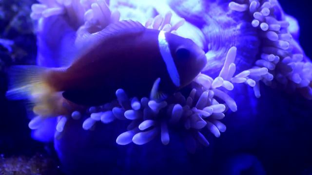 Bubble Tip Anemones | Clownfish Hosting Bubble Tip Anemone | HOW TO Setup & Cycle Reef Tank смотреть онлайн