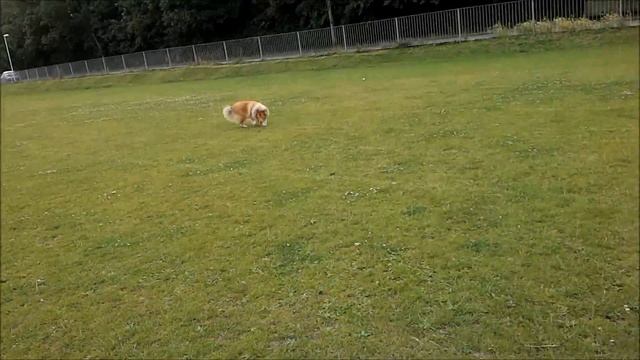 Blue Merle and Golden Sable Shetland Sheepdog смотреть онлайн