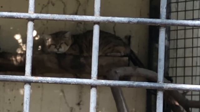 The Noble Sand Cat смотреть онлайн