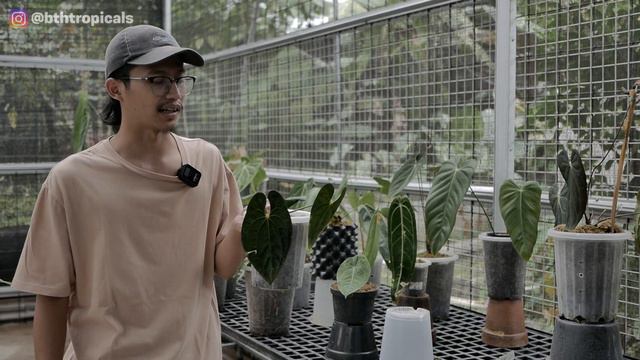 ANTHURIUM DARK PHOENIX || ANTHURIUM DARI PANAMA