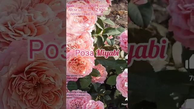 Miyabi Rose 2014 шраб 100- лепестковая Роза устойчивая к дождю 2,2 10см цветок Чудесная Красотка ? смотреть онлайн