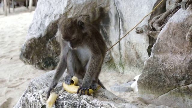 На Филиппинах жадная обезьяна ест банан смотреть онлайн