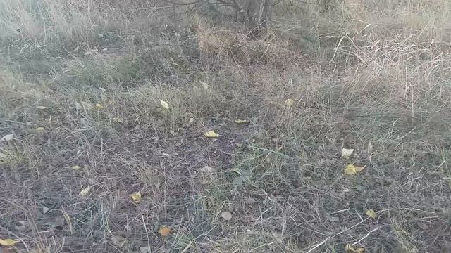 Кормление коз и овец. Как сэкономить сено в межсезонье. смотреть онлайн