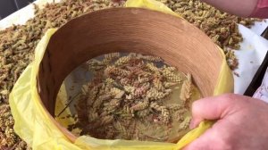 Как собирать сосновую пыльцу| Как хранить сосновую пыльцу | Секреты заготовки витаминов на зиму