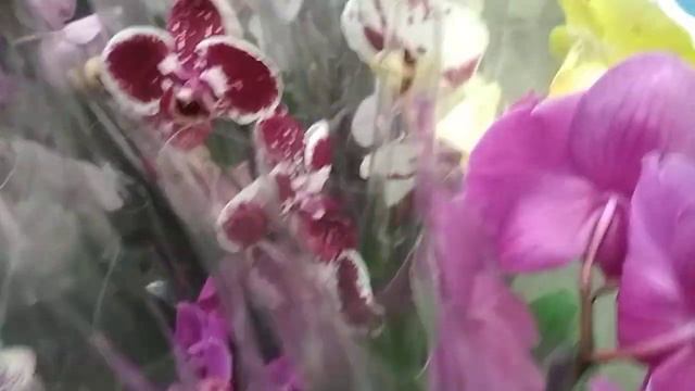 Обзор орхидей 🍀в Castorama 🌿7небо🌸(29.09.2020) смотреть онлайн