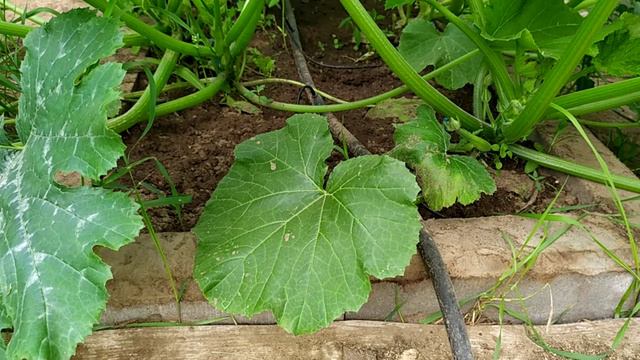 Капельный полив. Своими руками. смотреть онлайн