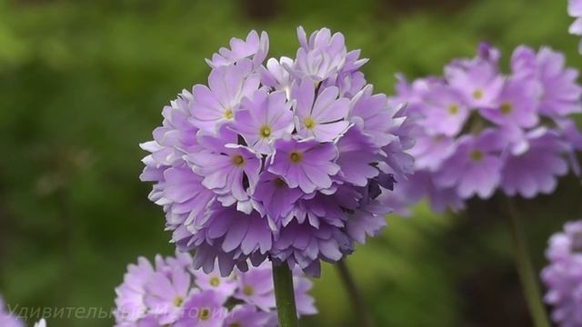 "Ты лучше моей жены", - шептал муж её подруге. А в это время Таня стояла в дверях спальни... смотреть онлайн