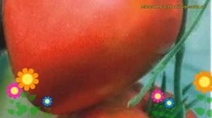 Томат обыкновенный Тарас Бульба. Краткий обзор, описание характеристик, где купить семена