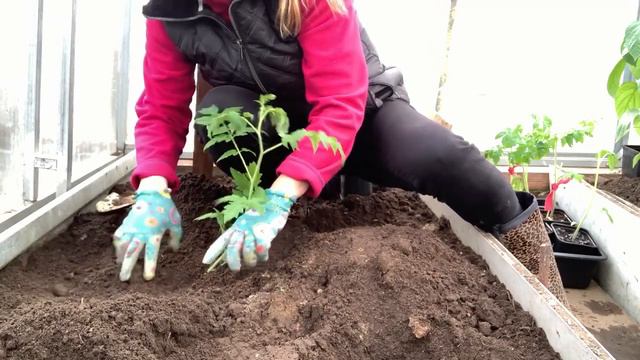 Посадка томатов в теплицу смотреть онлайн