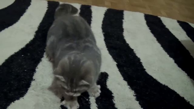 кот фунтик и лазер смотреть онлайн