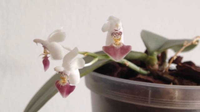 Phalaenopsis parishii смотреть онлайн