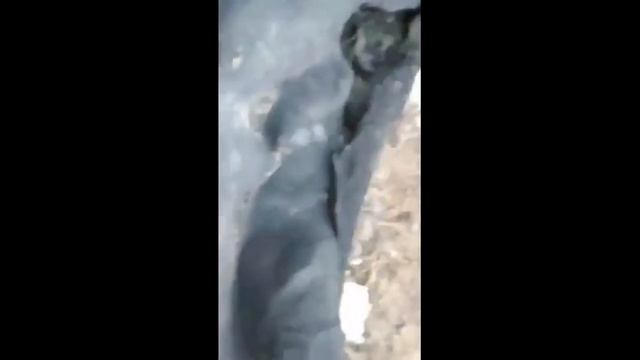 БОЛОТО И ЦВЕТОК ИЗ БИСЕРА смотреть онлайн