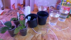 Стрептокарпусы на фитильном поливе!