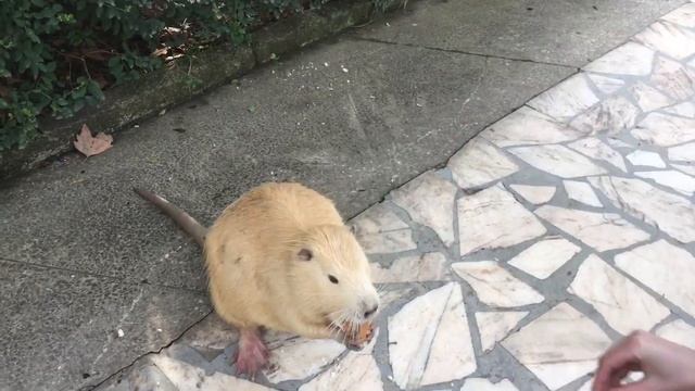 Спортивная НУТРИЯ в мире животных смотреть онлайн