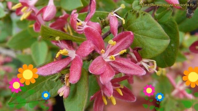 Жимолость татарская Розея. Краткий обзор, описание характеристик lonicera tatarica Rosea смотреть онлайн