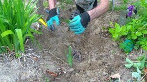 Размножение ИРИСА делением корневища.