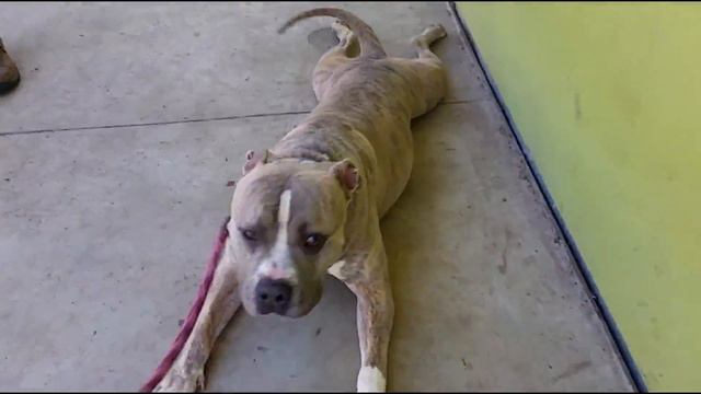 GAGE (A1626319, *Red Alert URGENT*) Meets GOOSEBERRY (A1616325) смотреть онлайн