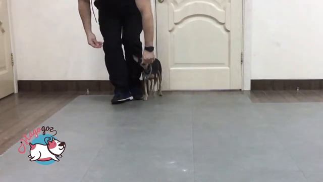 Цирковая, трюковая дрессировка. Кинологический центр Надодог.