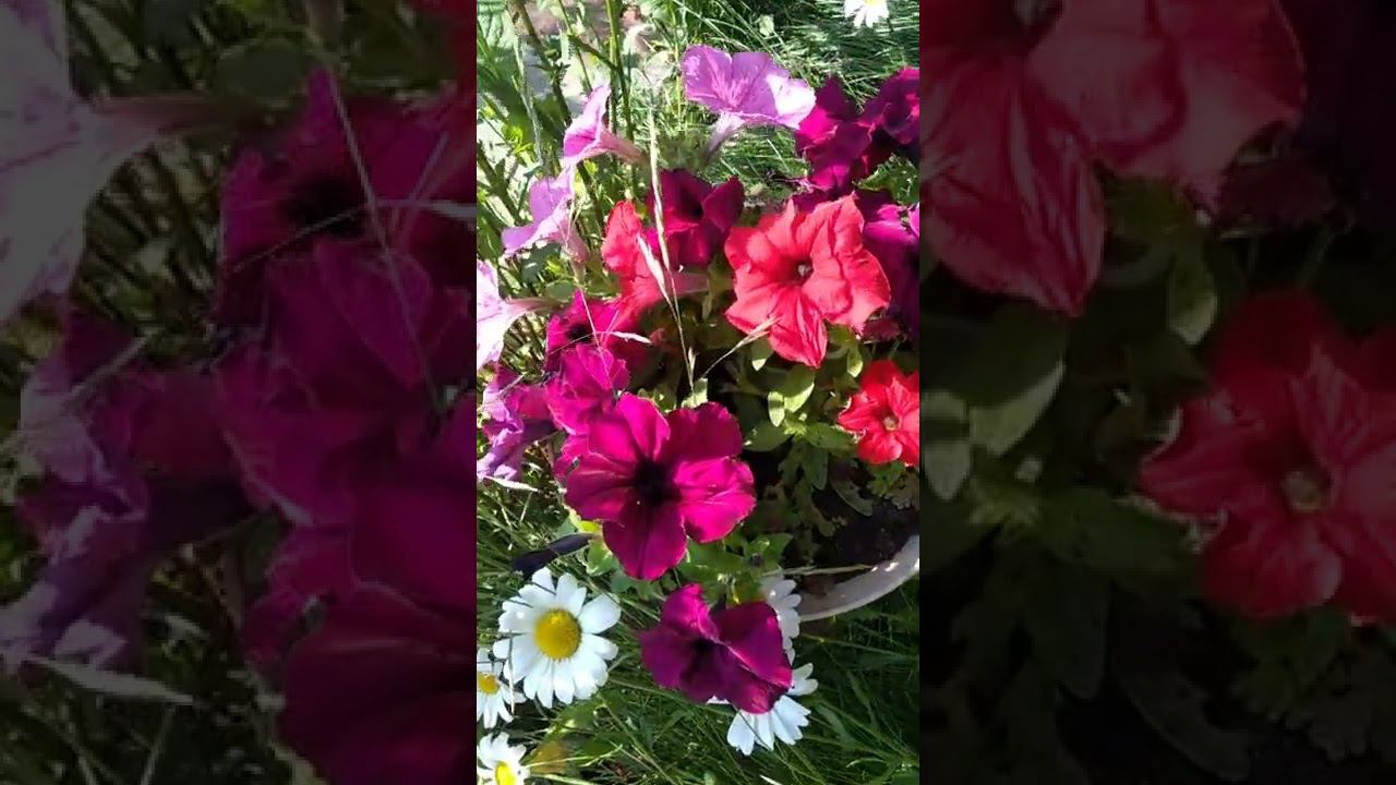 Цветы. Цветочки. Ромашки. смотреть онлайн