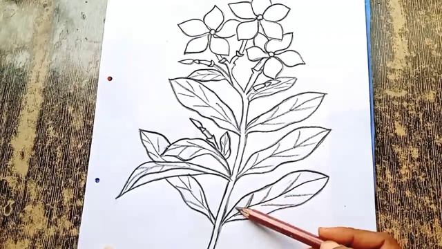how to draw a Sadabahar flower easy drawing ||drawing tutorial ||Pencil sketch смотреть онлайн