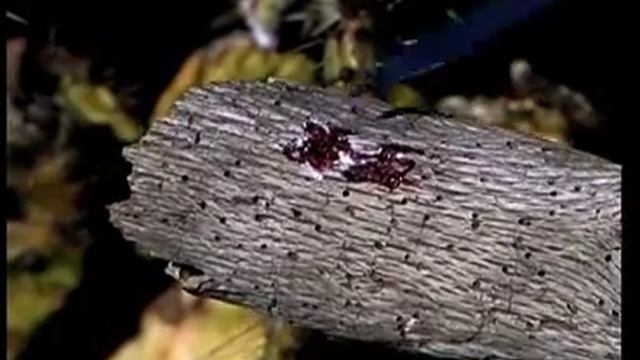 cochineal bug смотреть онлайн