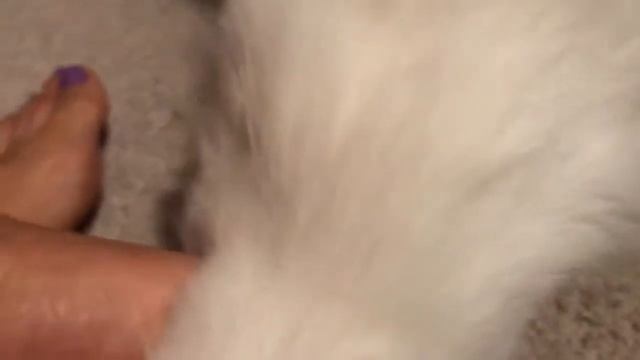 ragdoll kittens - котёнок требует внимания и ласки, но и сам урчит все утро смотреть онлайн