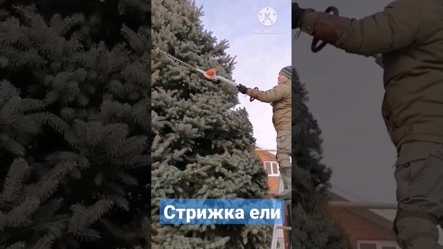 Стрижка ели весной с помощью аккумуляторного штангового кустореза. смотреть онлайн