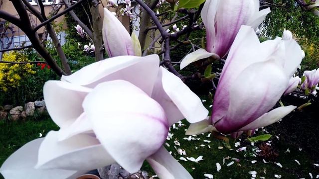 Magnolie смотреть онлайн