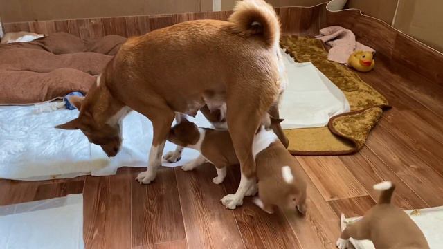 14.06.2020 щенки басенджи. смотреть онлайн