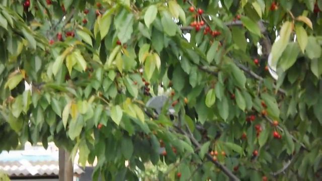 как уберечь черешню от птиц смотреть онлайн