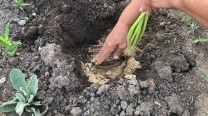 Эремурус- изюминка сада. Не повторяйте моих ошибок.