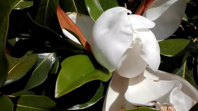 El Magnolio Y Sus Flores!!
