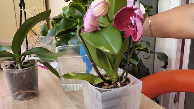 Желтая шея. Гнилые корни. Что делать? Новые орхидеи в обработку. Деликатный способ. смотреть онлайн