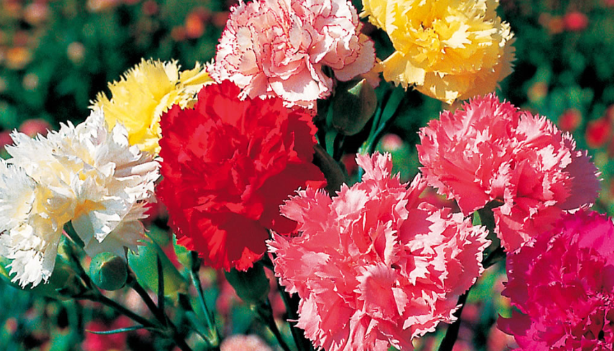 Гвоздика шабо от А до Я. смотреть онлайн