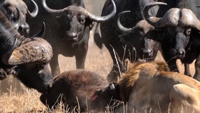 Kruger National Park : Lions Attack Baby Buffalo But Get Thrashed Away смотреть онлайн