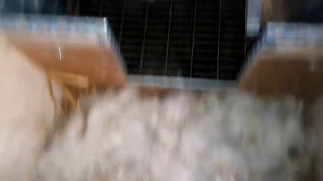 Новости на кроликоферме смотреть онлайн