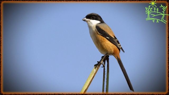Голоса птиц Как поёт Сорокопут длиннохвостый (Lanius schach).mp4 смотреть онлайн