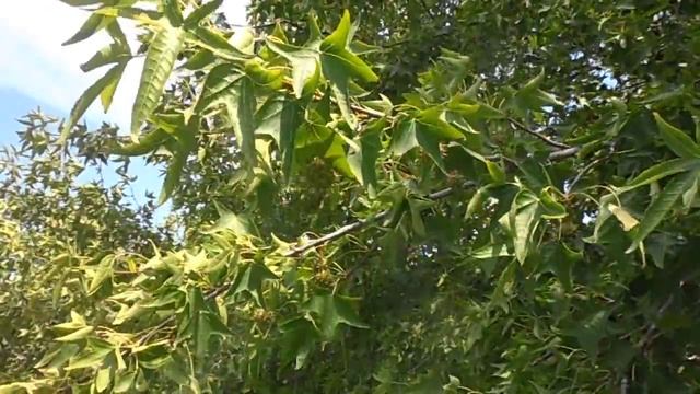 LIQUIDÁMBAR II: Liquidambar styraciflua (www.riomoros.com) смотреть онлайн