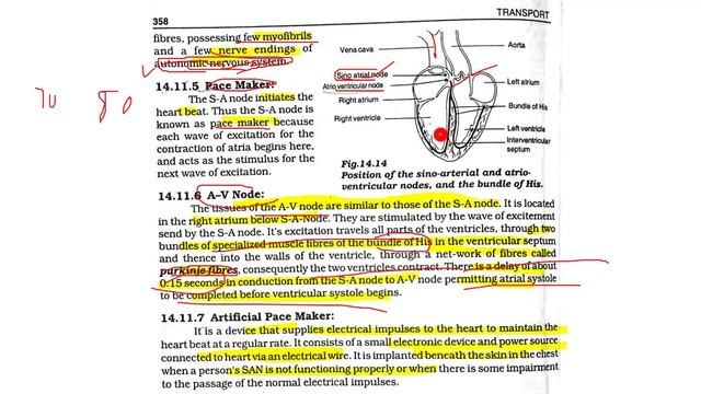 14.13 -CONDUCTION SYSTEM OF HEART || CHAPTER 14 -TRANSPORT || FIRST YEAR BIOLOGY смотреть онлайн