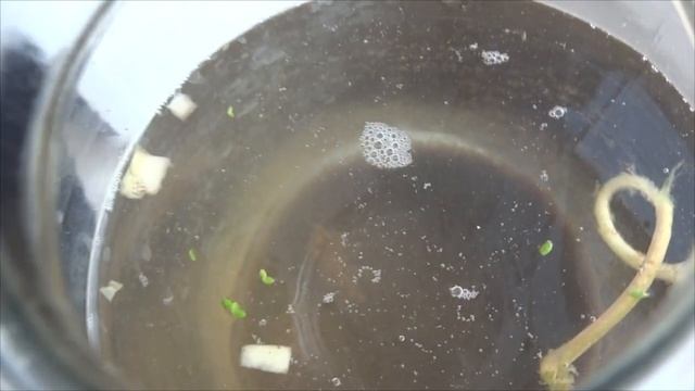 Аулофорус или водяная змейка Где взять и как размножить? смотреть онлайн