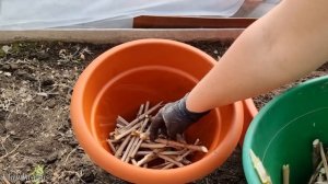 Как сажаю рассаду петунии на постоянное место в уличные горшки