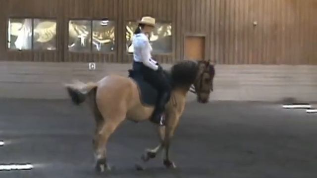 El Dorado, A Kiger Mustang Learning Classical Dressage - Classicus Farm