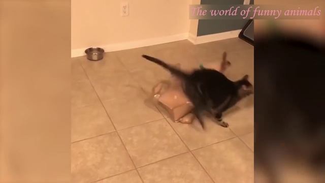 КОТЫ Смешные Кошки 19 января 2022 Приколы С Котами и Кошками Funny Cats.mp4 смотреть онлайн