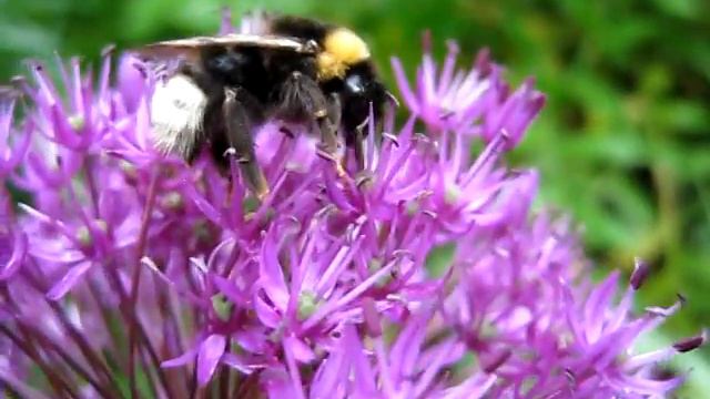 Hummel auf Kugellauch смотреть онлайн