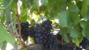 60 кг на Двухплоскостной шпалере.  Это не предел! Сравните со свисающим приростом.