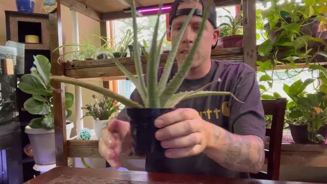 Aloe Vera Plant Care for Indoor Growing смотреть онлайн