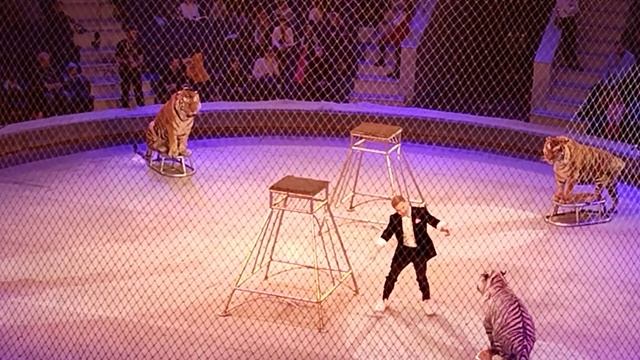 ТУЛЬСКИЙ ЦИРК .ТИГРЫ БЕЗ КЛЕТКИ???ТИГРЫ ПОД КУПОЛОМ ЦИРКА???❤️?❤️?❤️?❤️?❤️? смотреть онлайн